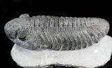 Large Drotops Trilobite With Great Eyes #41822-5